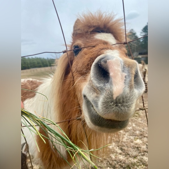 Meet your Posher, Devon 🔮 🪄 🌙 ✌🏼 ☮️ - Picture 7 of 15